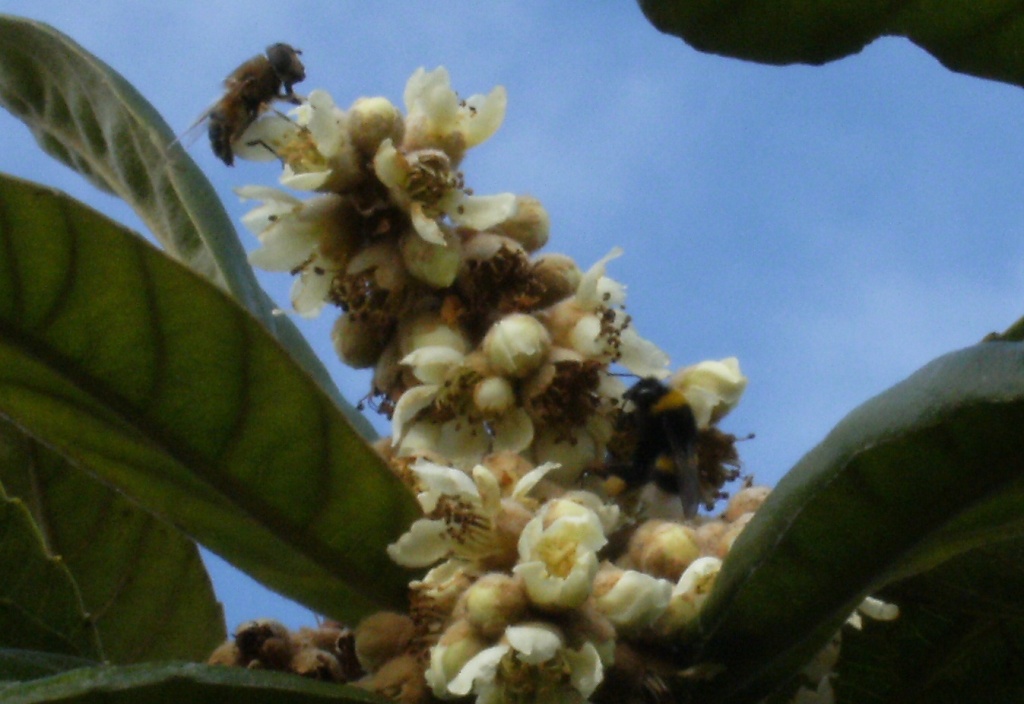 Impollinatori natalizi (Imenotteri e ditteri)